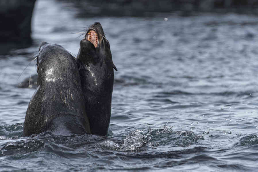 Lobo Marino Antártico - isla Robert - islas Shetland del Sur 12.jpg